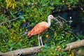 Wildlife at the Henry Doorley Zoo