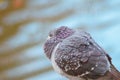 Wildlife birds. A close up of a pigeon sitting above a river