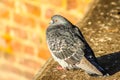 Wildlife birds. A close up of a pigeon sitting on a ledge