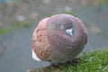 Wildlife birds. A common pigeon hunched up