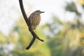 Wildlife birds of India .Indian heron sitting on tree branch looking sideways Royalty Free Stock Photo