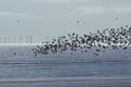 Wildlife, birds and offshore wind turbines.