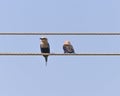 Blue-bellied Roller Royalty Free Stock Photo