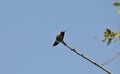 Wildlife Birds Series - Anna\'s Hummingbird - Trochilidae Royalty Free Stock Photo