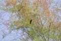 Wildlife Birds Series - Anna's Hummingbird - Trochilidae Royalty Free Stock Photo