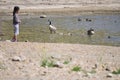Wildlife Birds Series - Canada Goose with Goslings