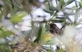 Wildlife Birds Series - Close up of Anna\'s Hummingbird - Trochilidae Royalty Free Stock Photo