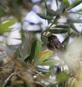 Wildlife Birds Series - Close up of Anna\'s Hummingbird - Trochilidae Royalty Free Stock Photo