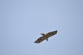 Wildlife Birds Series - Osprey in flight - Raptor - Pandion halieatus Royalty Free Stock Photo