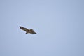 Wildlife Birds Series - Osprey in flight - Raptor - Pandion halieatus