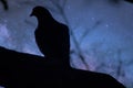 Wildlife birds. Silhouette of a pigeon at night
