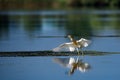 Wildlife birds watching in Danube Delta , Romania