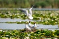 Wildlife birds watching in Danube Delta , Romania