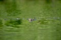 Wildlife birds watching in Danube Delta , Romania