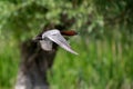 Wildlife birds watching in Danube Delta , Romania