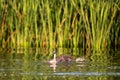 Wildlife birds watching in Danube Delta , Romania