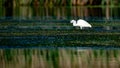 Wildlife birds watching in Danube Delta , Romania