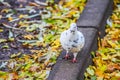 Wildlife birds. A white pigeon with black speckles