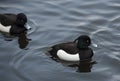 Wildlife / birds: A pair of Tufted Ducks on a lake.