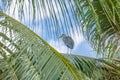 Wildlife blue heron bird sitting on the palm tree Tropical Royalty Free Stock Photo