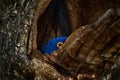Wildlife Brazil, blue parrot nest. Big blue parrot Hyacinth Macaw, Anodorhynchus hyacinthinus, in tree nest cavity in Pantanal, Royalty Free Stock Photo