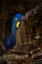 Wildlife Brazil, blue parrot nest. Big blue parrot Hyacinth Macaw, Anodorhynchus hyacinthinus, in tree nest cavity in Pantanal, Royalty Free Stock Photo