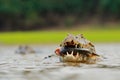 Wildlife Brazil. Caiman, Yacare Caiman, crocodile with fish in mouth with evening sun, in the river, Pantanal, Brazil. Wildlife sc