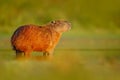 Wildlife of Brazil. Capybara, Hydrochoerus hydrochaeris, Biggest mouse in the water with evening light during sunset, Pantanal, Br Royalty Free Stock Photo