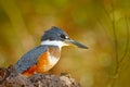 Wildlife Brazil, river bird. Ringed Kingfisher, Megaceryle torquata, blue and orange bird sitting on the tree branch, bird in the