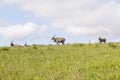 Wildlife Buck Animals Landscape Royalty Free Stock Photo