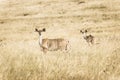 Wildlife Buck Animals Sepia Tone Vintage