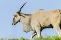 Wildlife Buck Eland Summer Royalty Free Stock Photo