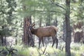 Wildlife buck. Forest animals. Deer Fawn, Bambi, capreolus. Roedeer.