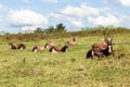 Wildlife Buck Herd Resting Summer