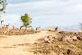 Wildlife Buck Rocky Hillside