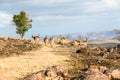 Wildlife Buck Rocky Hillside