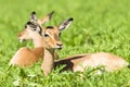 Wildlife Buck Summer Royalty Free Stock Photo