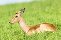 Wildlife Buck Summer Royalty Free Stock Photo