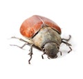 Wildlife, bug and insect with closeup of beetle in studio for environment, zoology and fauna. Animal, natural and