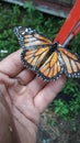 Wildlife butterflies monarch in hand spring