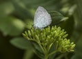 Wildlife / butterflies: A Small Blue Butterfly, Cupido minimus, with it`s wings closed.