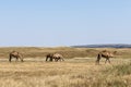 Wildlife Camel eating landscape Oman salalah Arabic 7