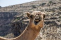 Wildlife Camel looking funny inside Camera Oman salalah landscape Arabic 2