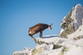 Wildlife of chamois in mountains. High Tatras