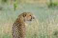 Wildlife - Cheetah