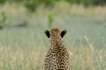 Wildlife - Cheetah