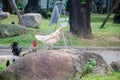 Wildlife Chicken on the stone.