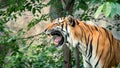 Wildlife Close Encounter Intense Gaze of Roar and Yawn Tiger in Nature Royalty Free Stock Photo