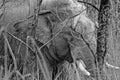 Wildlife close-up of a male elephant bull (Elephas maximus indicus) in jungle Royalty Free Stock Photo