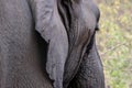 Wildlife closeup of a female elephant